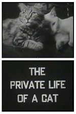 Watch The Private Life of a Cat 123movieshub