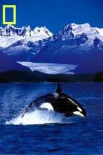 Watch National Geographic Killer Whales Of The Fjord 123movieshub