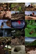 Watch National Geographic Wild - City Of Ants 123movieshub