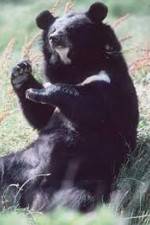 Watch National Geographic Wild : Black Bears Unleashed 123movieshub