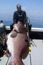 Watch National Geographic: Monster Fish - Nile Giant 123movieshub