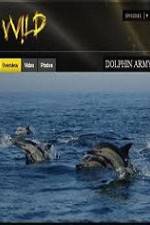 Watch National Geographic Wild Dolphin Army 123movieshub