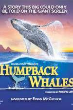 Watch Humpback Whales 123movieshub