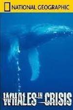 Watch National Geographic: Whales in Crisis 123movieshub