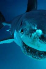 Watch National Geographic. Shark attacks investigated 123movieshub