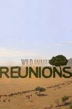 Watch Wild Animal Reunions 123movieshub