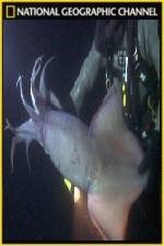 Watch National Geographic Hooked Squid Invasion 123movieshub