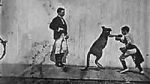 Watch The Boxing Kangaroo (Short 1896) 123movieshub