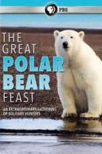 Watch The Great Polar Bear Feast 123movieshub