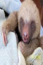 Watch Too Cute! Baby Sloths 123movieshub