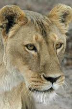 Watch Last Lioness: National Geographic 123movieshub