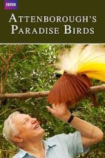 Watch Attenborough's Paradise Birds 123movieshub