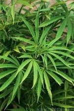 Watch Cannabis Whats The Harm Part 1 123movieshub