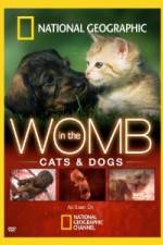 Watch National Geographic In The Womb  Cats 123movieshub