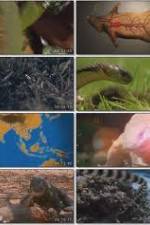 Watch National Geographic Wild : Deadliest Animals Asia Pacific 123movieshub