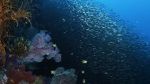 Watch Wild Window: Bejeweled Fishes 123movieshub