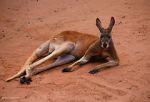 Watch Big Red: The Kangaroo King 123movieshub