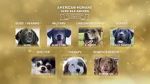 Watch American Humane Hero Dog Awards: 10th Anniversary Celebration (TV Special 2020) 123movieshub