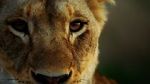 Watch Malika the Lion Queen 123movieshub
