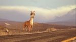 Watch Caminandes: Llama Drama (Short 2014) 123movieshub