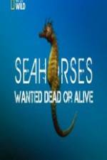 Watch National Geographic - Wild Seahorses Wanted Dead Or Alive 123movieshub