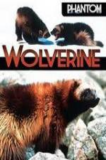 Watch National Geographic  Phantom Wolverine 123movieshub