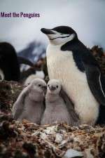 Watch Meet the Penguins 123movieshub