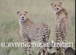 Watch Surviving the Serengeti 123movieshub