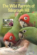 Watch The Wild Parrots of Telegraph Hill 123movieshub