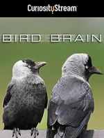 Watch Bird Brain 123movieshub