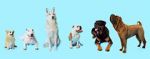 Watch How Dogs Got Their Shapes 123movieshub