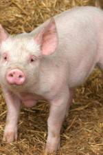 Watch Patent For A Pig: The Big Business of Genetics 123movieshub