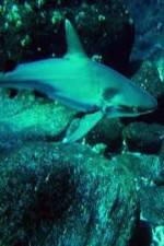 Watch National Geographic: Secret Shark Pits 123movieshub
