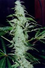 Watch Cannabis Whats The Harm Part 2 123movieshub