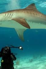 Watch Dive To Tiger Shark Central 123movieshub