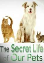 Watch The Secret Life of Our Pets 123movieshub