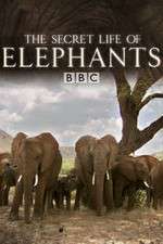 Watch The Secret Life of Elephants 123movieshub