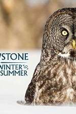 Watch Yellowstone Wildest Winter to Blazing Summer 123movieshub