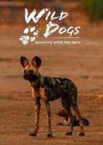 Watch Wild Dogs: Running with the Pack 123movieshub