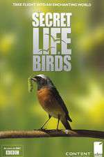 Watch Iolo's Secret Life of Birds 123movieshub