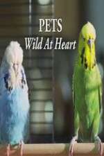 Watch Pets - Wild at Heart 123movieshub