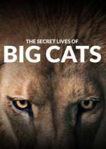 Watch The Secret Lives of Big Cats 123movieshub