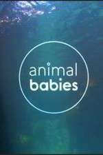 Watch Animal Babies 123movieshub