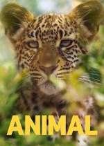 Watch Animal 123movieshub