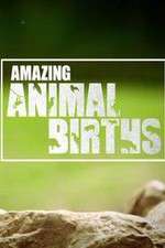 Watch Amazing Animal Births 123movieshub