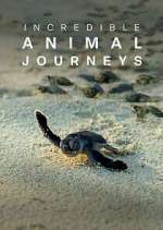 Watch Incredible Animal Journeys 123movieshub