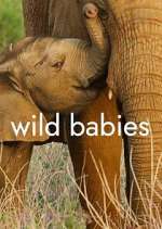 Watch Wild Babies 123movieshub