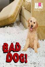 Watch Bad Dog! 123movieshub